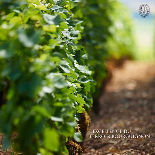 Vinésime - soin visage Force vitale de la vigne